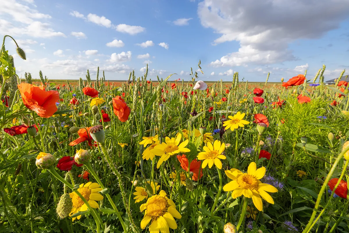 bloemenveld met blauwe lucht