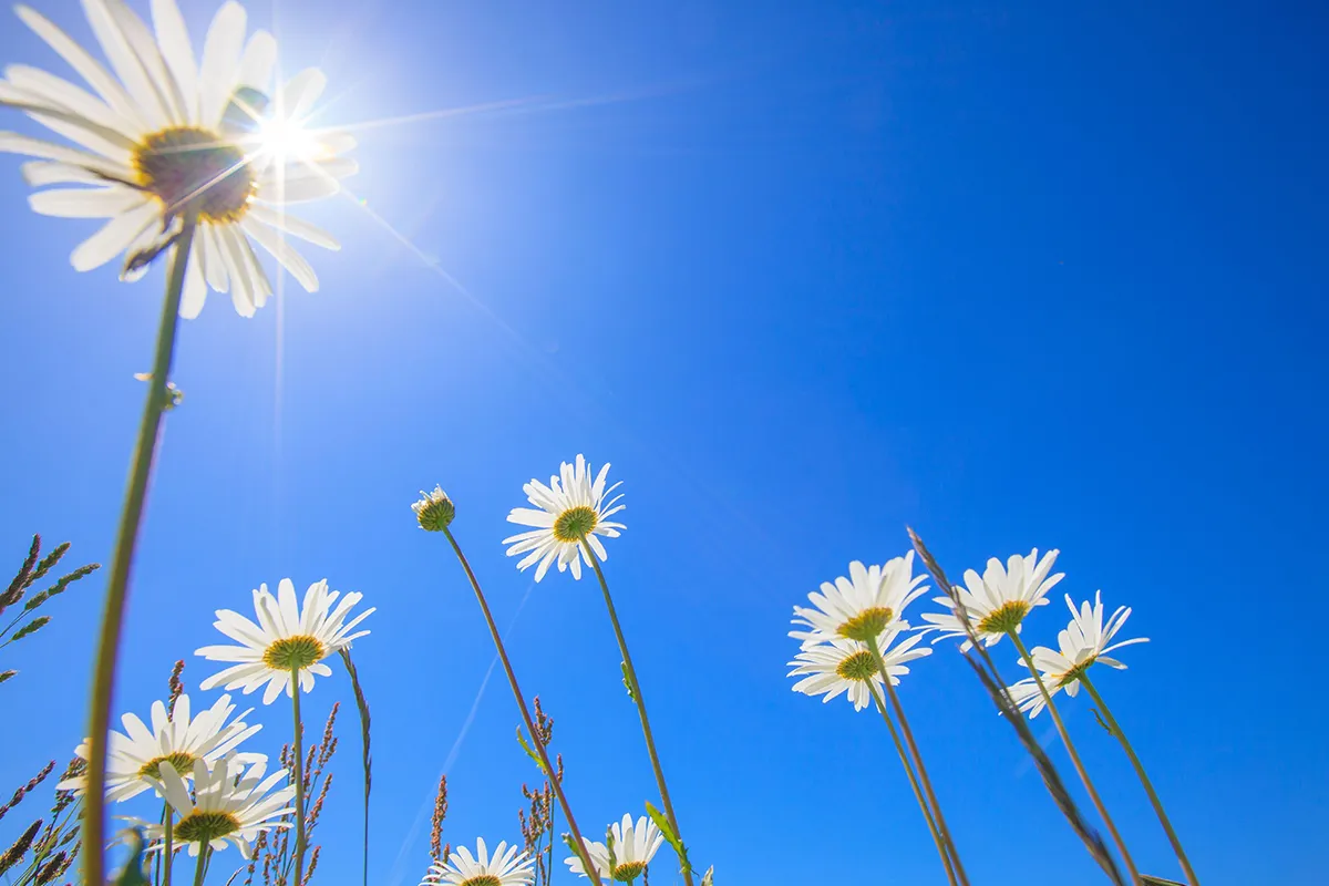 Paardenbloemen met blauwe lucht
